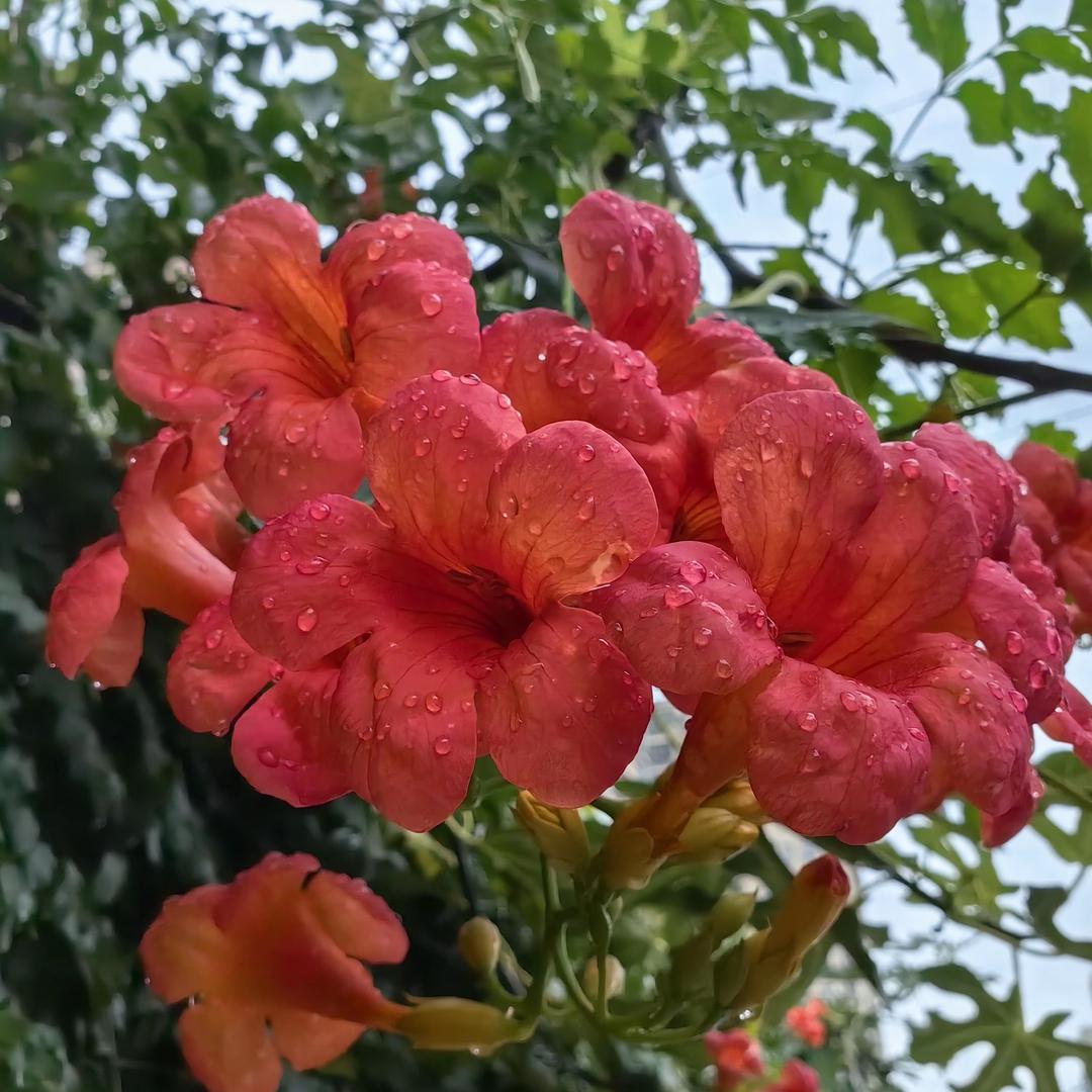 牡森凌霄花圃