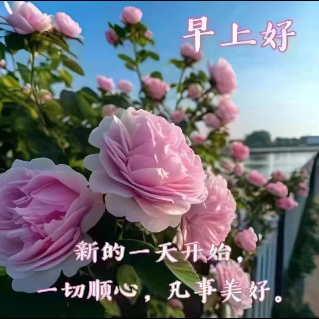 杨
