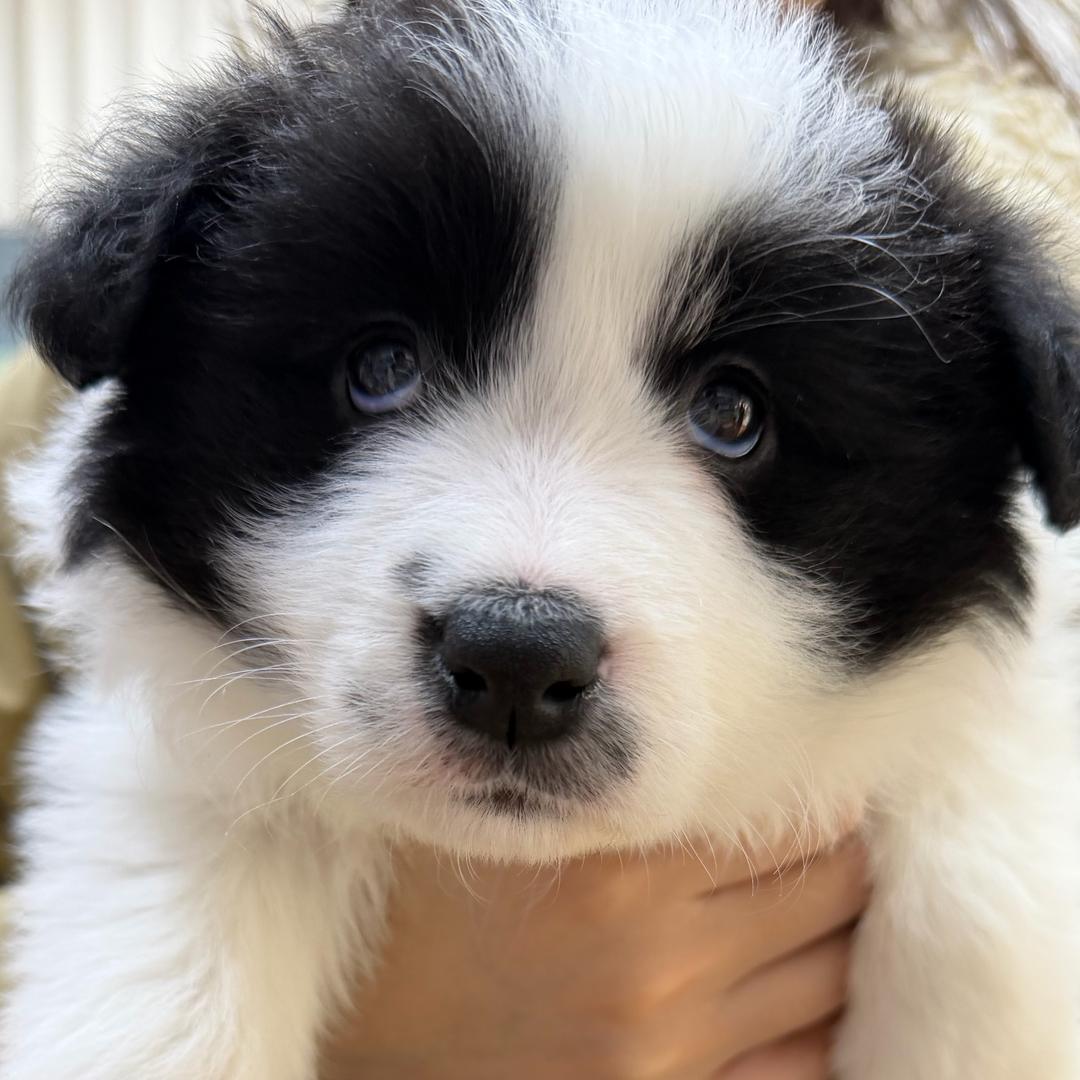 边牧果宝（特工）