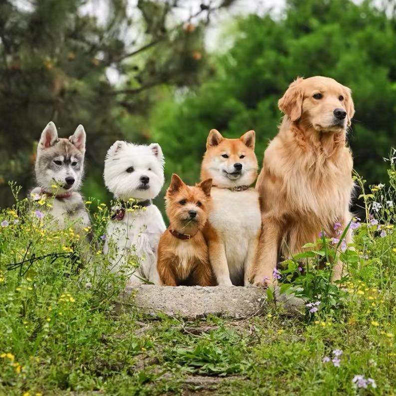 丫丫宠物全国直发🐶