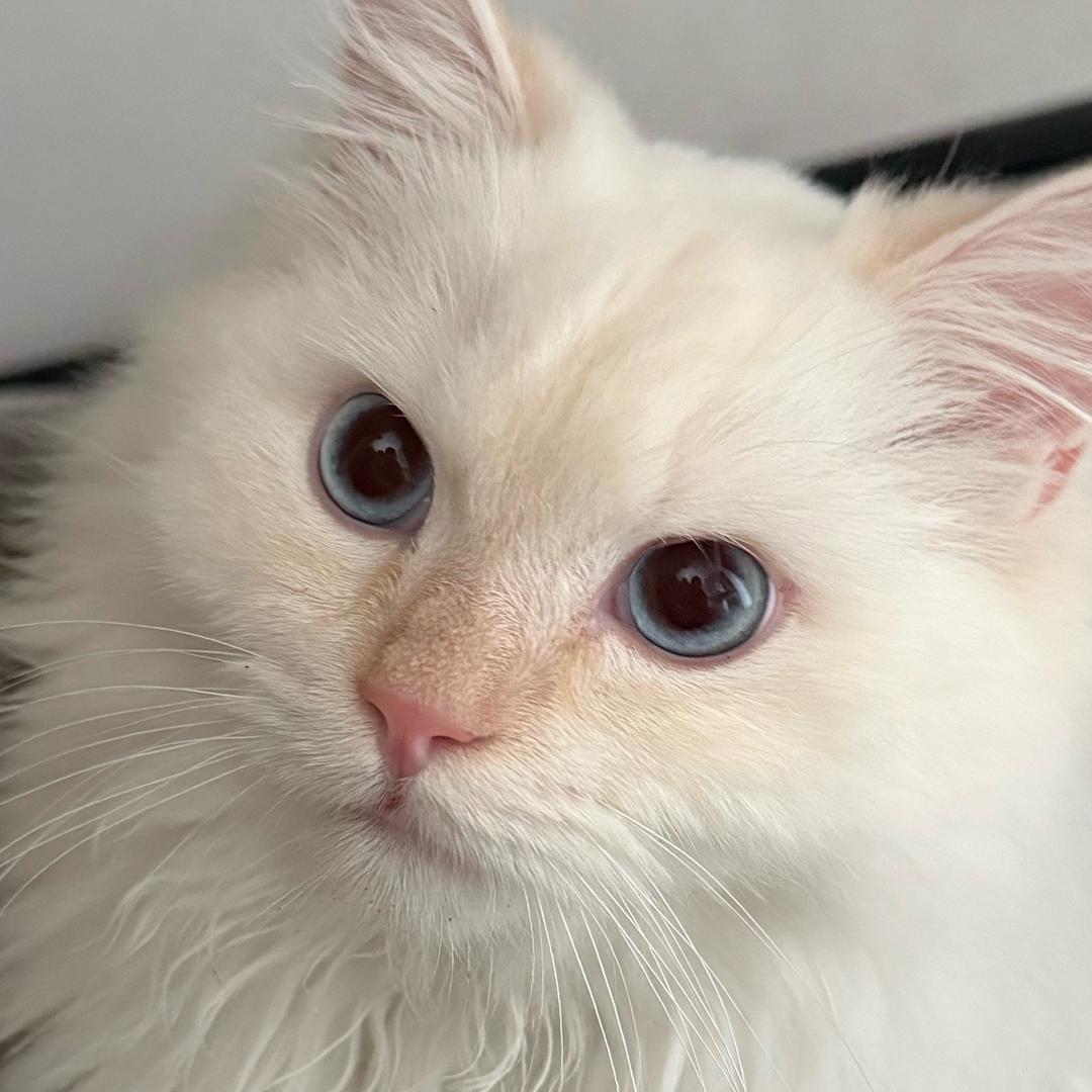 爱吃冻干的瑞雪宝宝