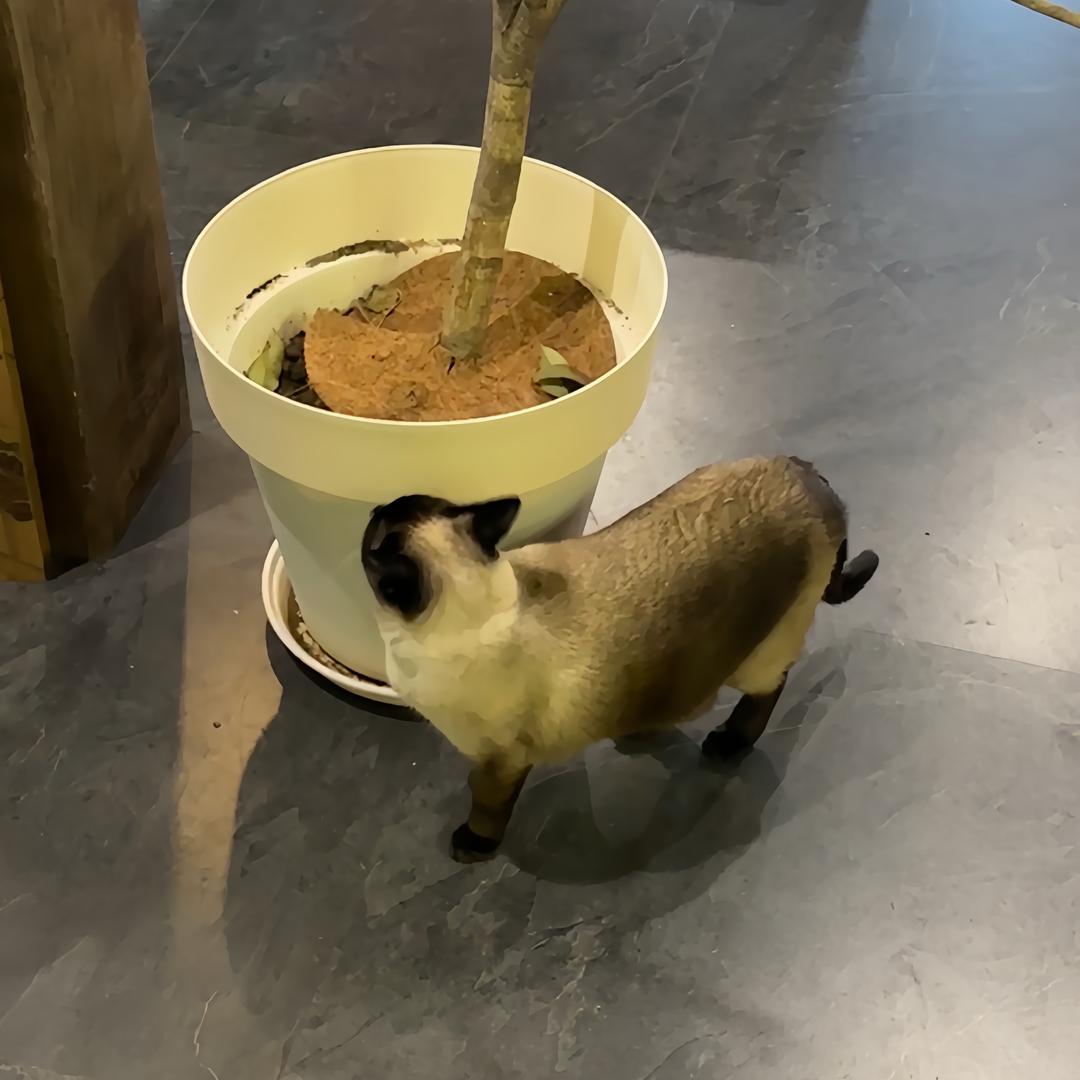 等天晴的微波饺子