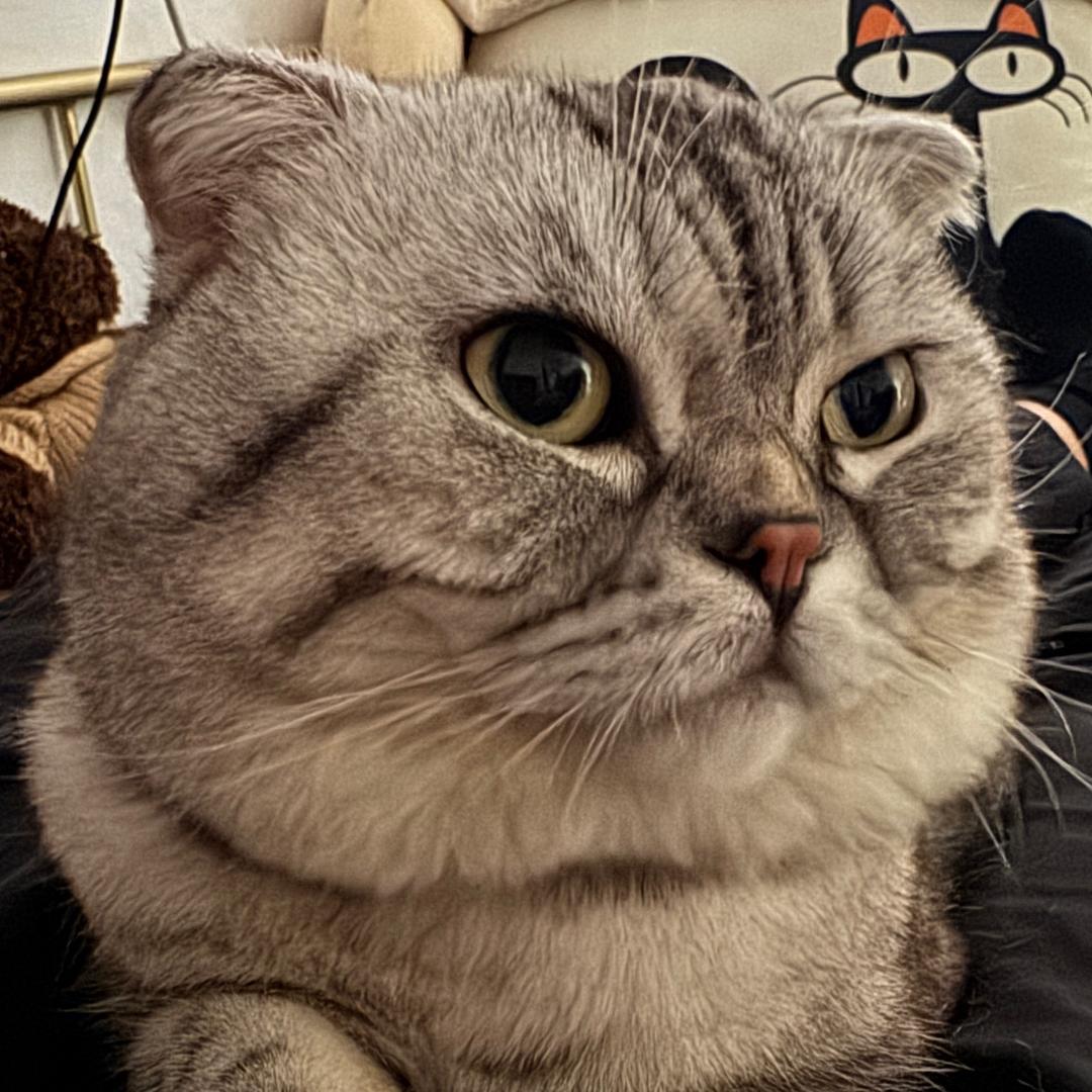 薯仔的日常🥔🐈