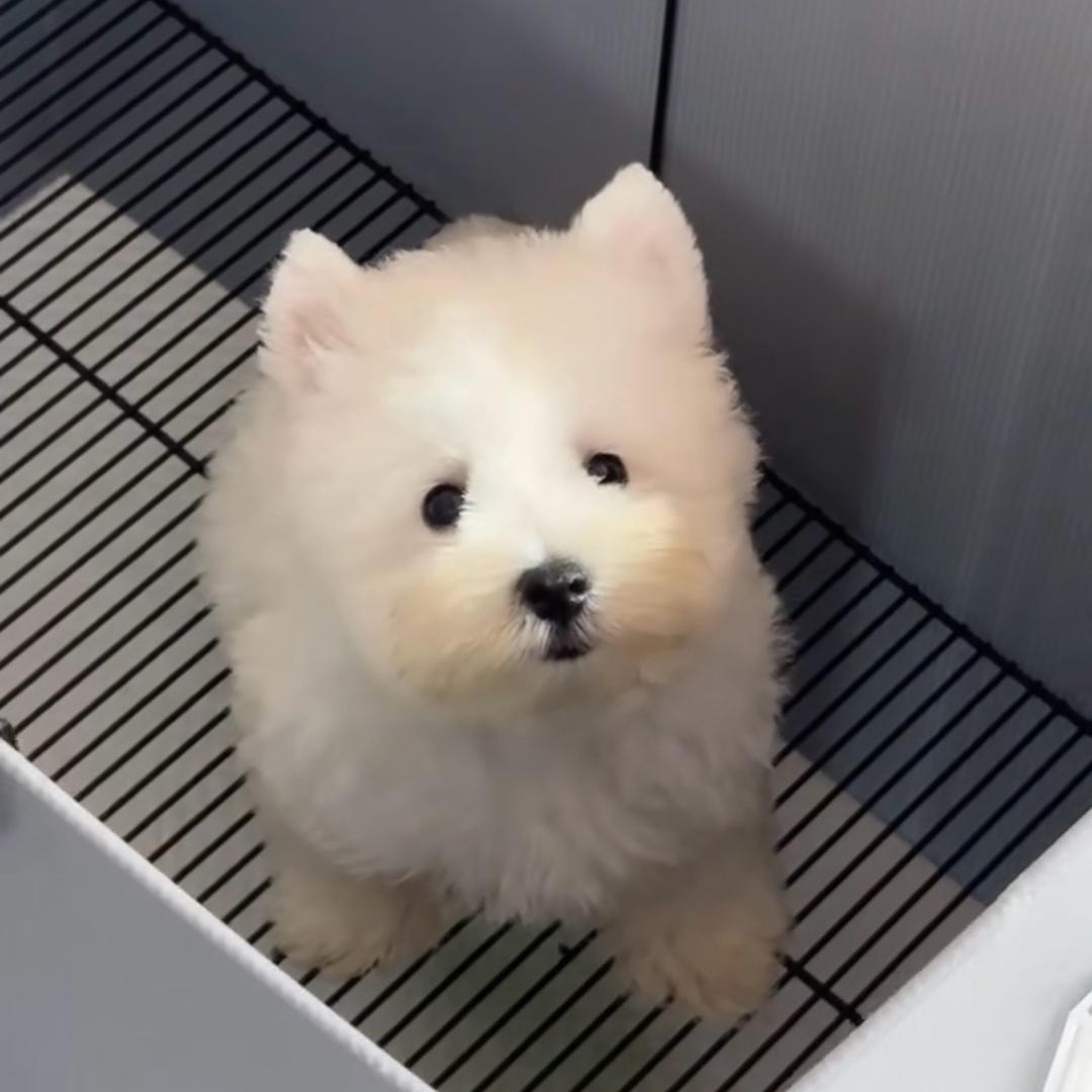 🐾宠伴一生（🐩定制版）