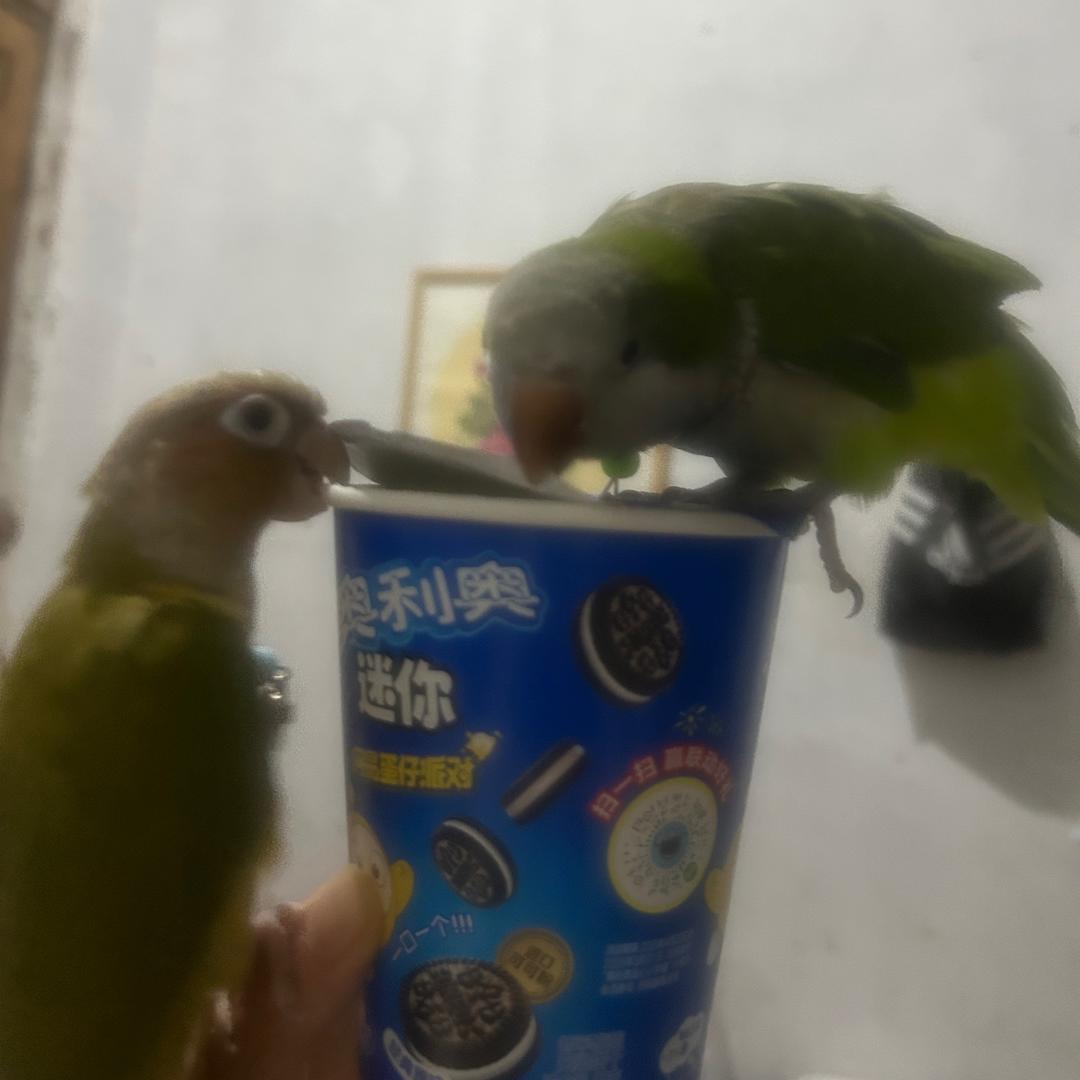 一只与众不同的小鸡🦜