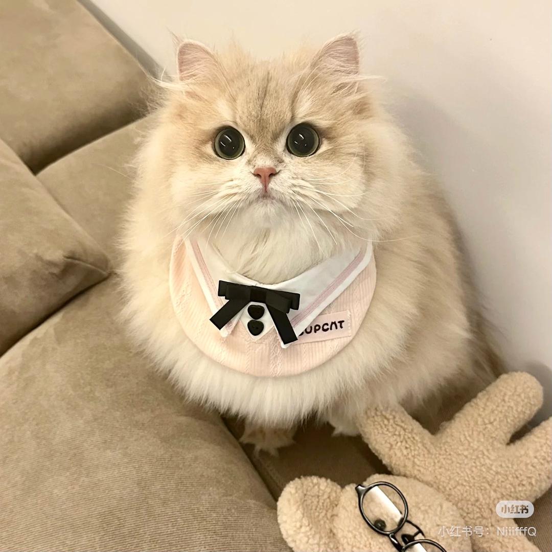 金条｜喵叔说猫