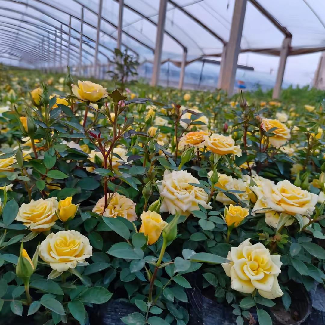 果蔬绿植基地
