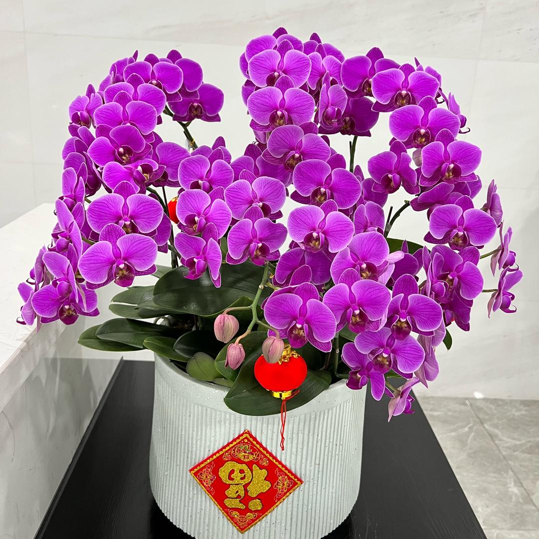 金蛇年行大运💰💰💰