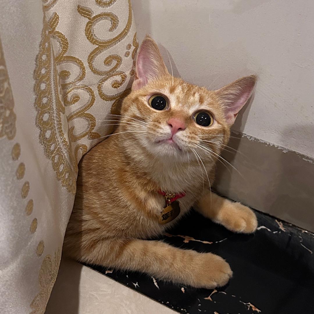 AAA建材批发年总