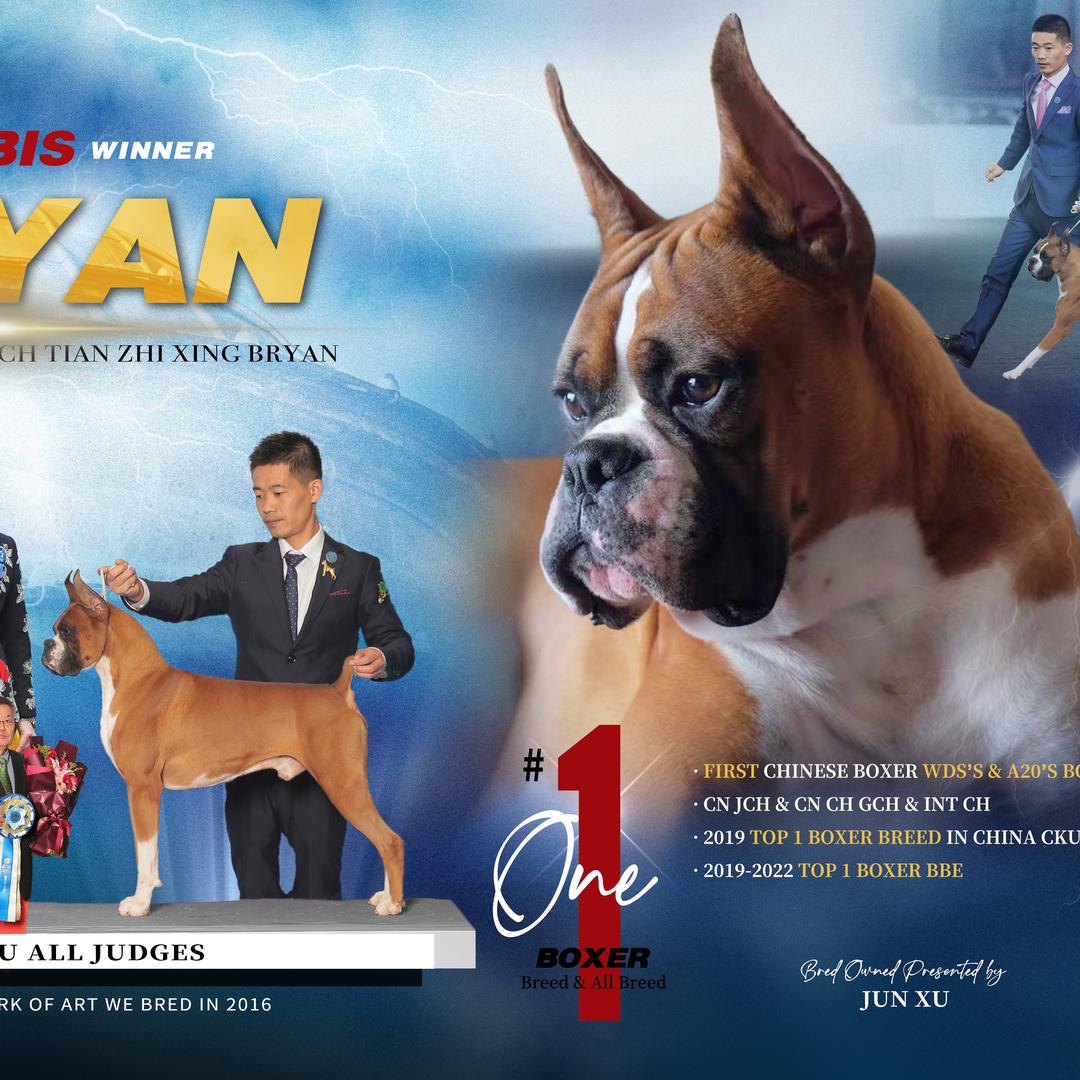 天之星犬舍-中国拳师犬排行一犬舍