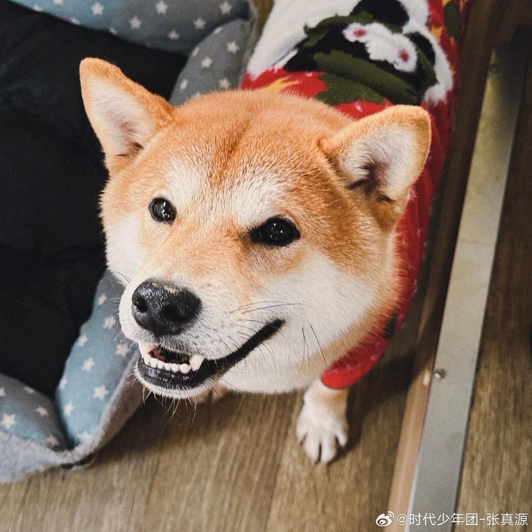 ʕ •ᴥ•ʔ