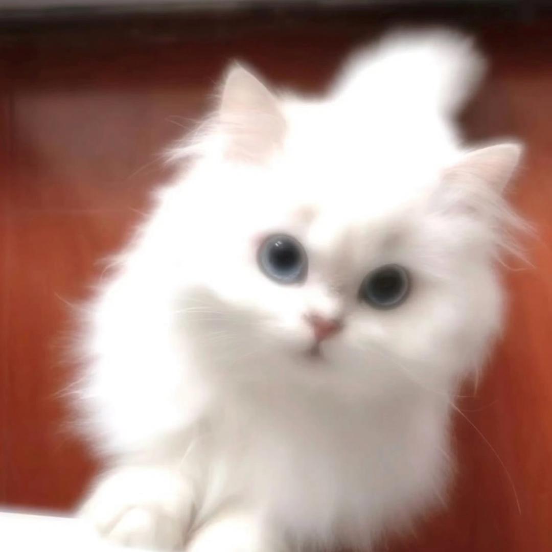 AAA饼干打孔老李