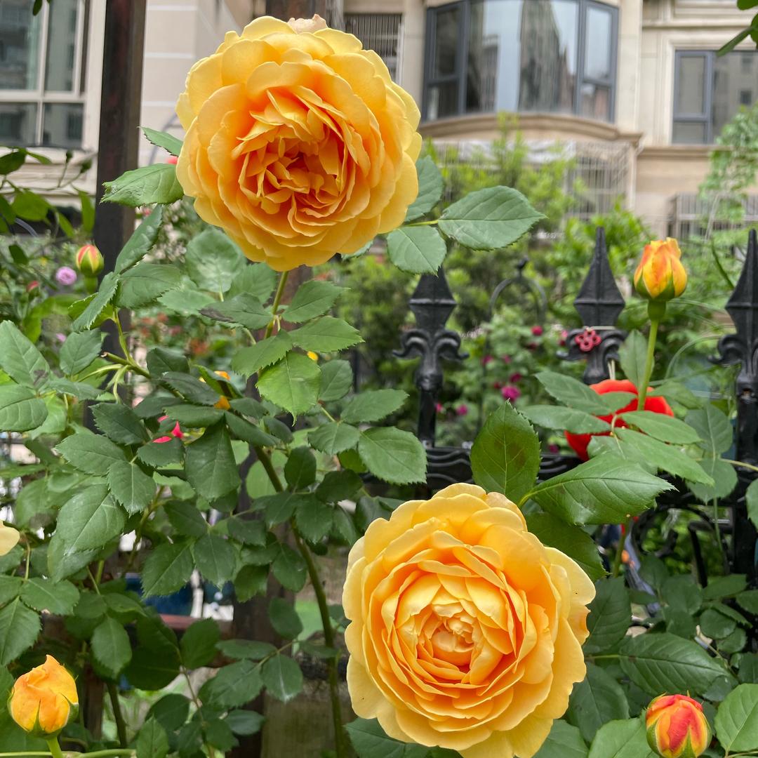 🌹🌹玫瑰