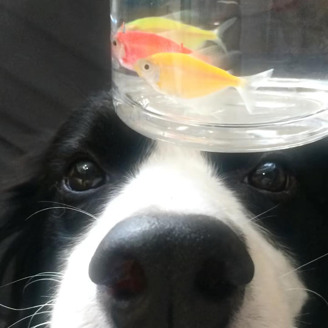 花小鱼