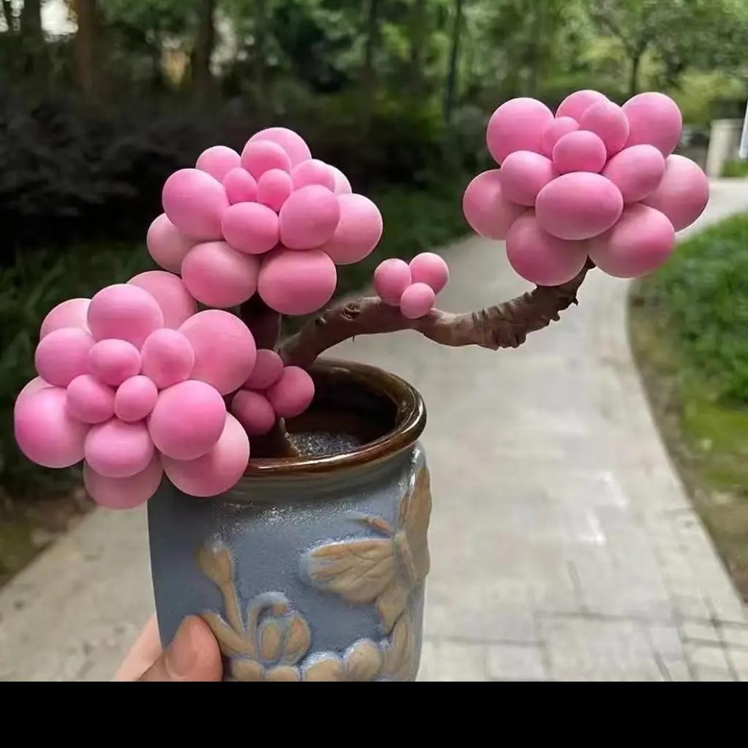 嘦姕