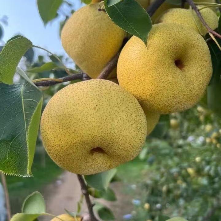 砀山酥梨原产地水果