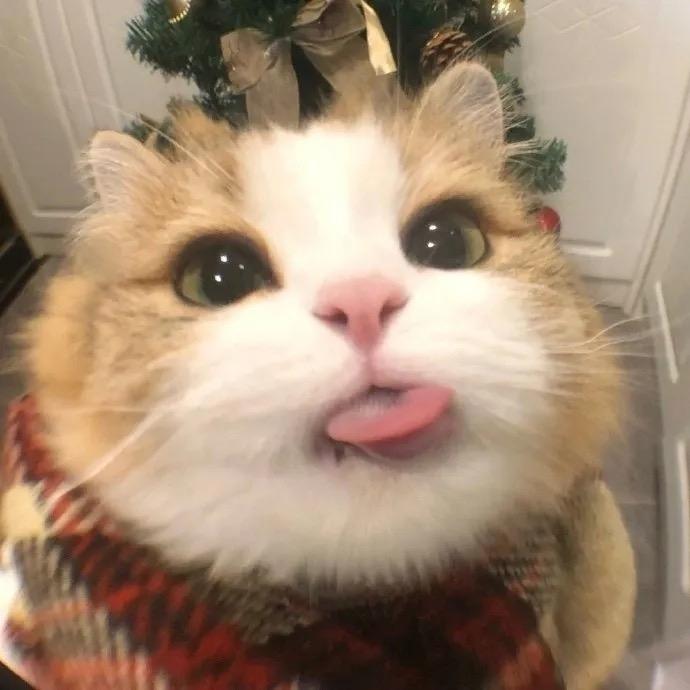 二猫