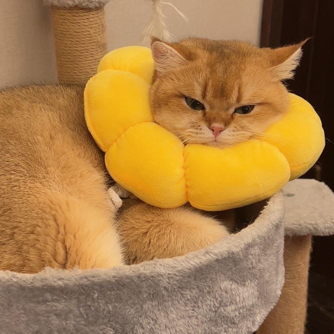 秋日限定小鹿🦌