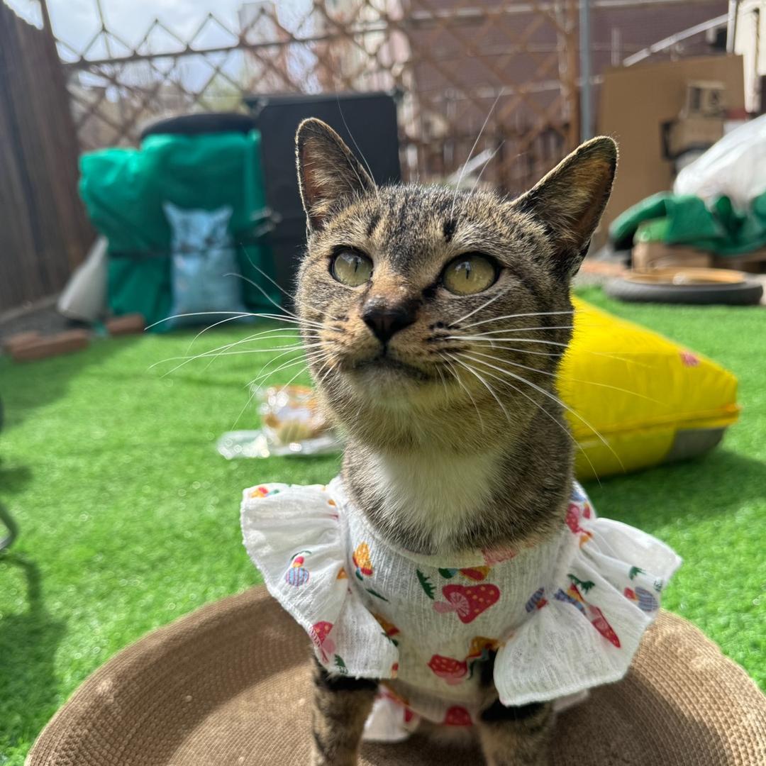 张小七的猫咪家族