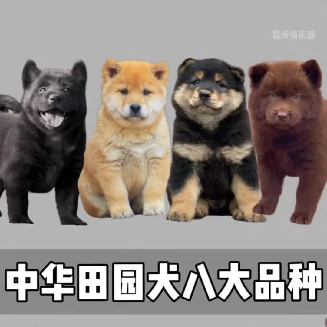 小老弟田园犬