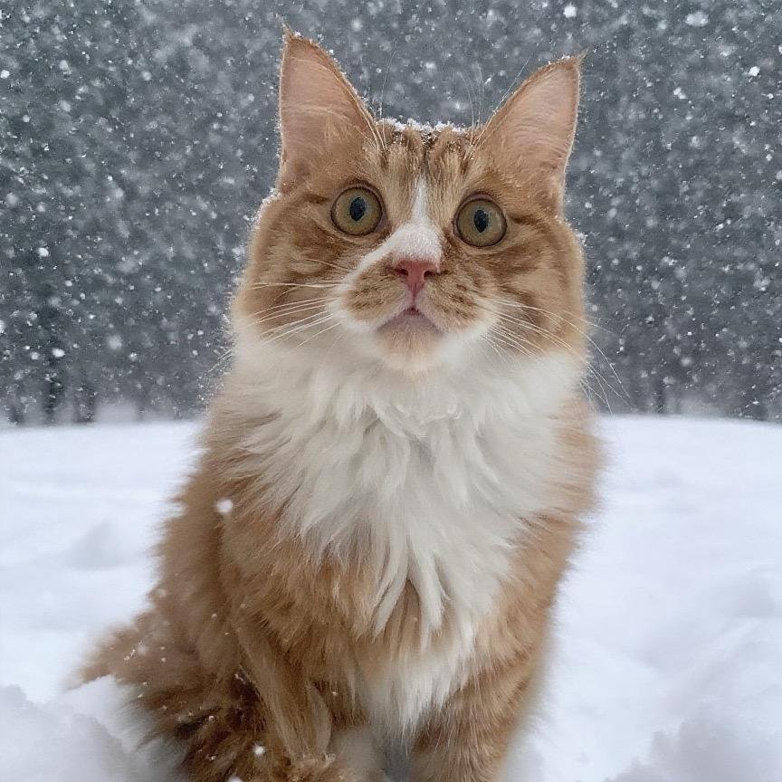亲爱的小猫
