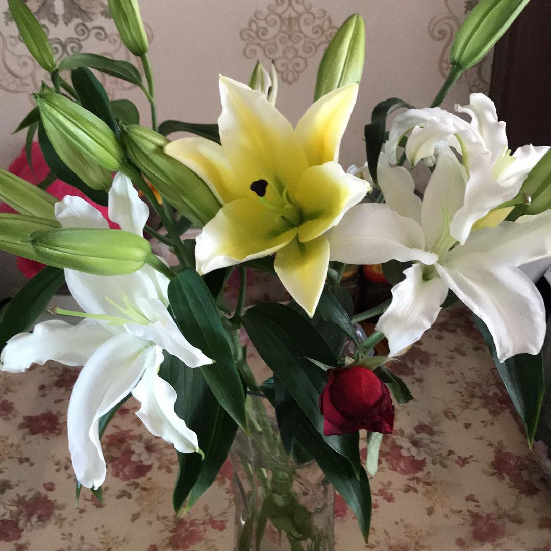 秋秋爱❤️瑶瑶