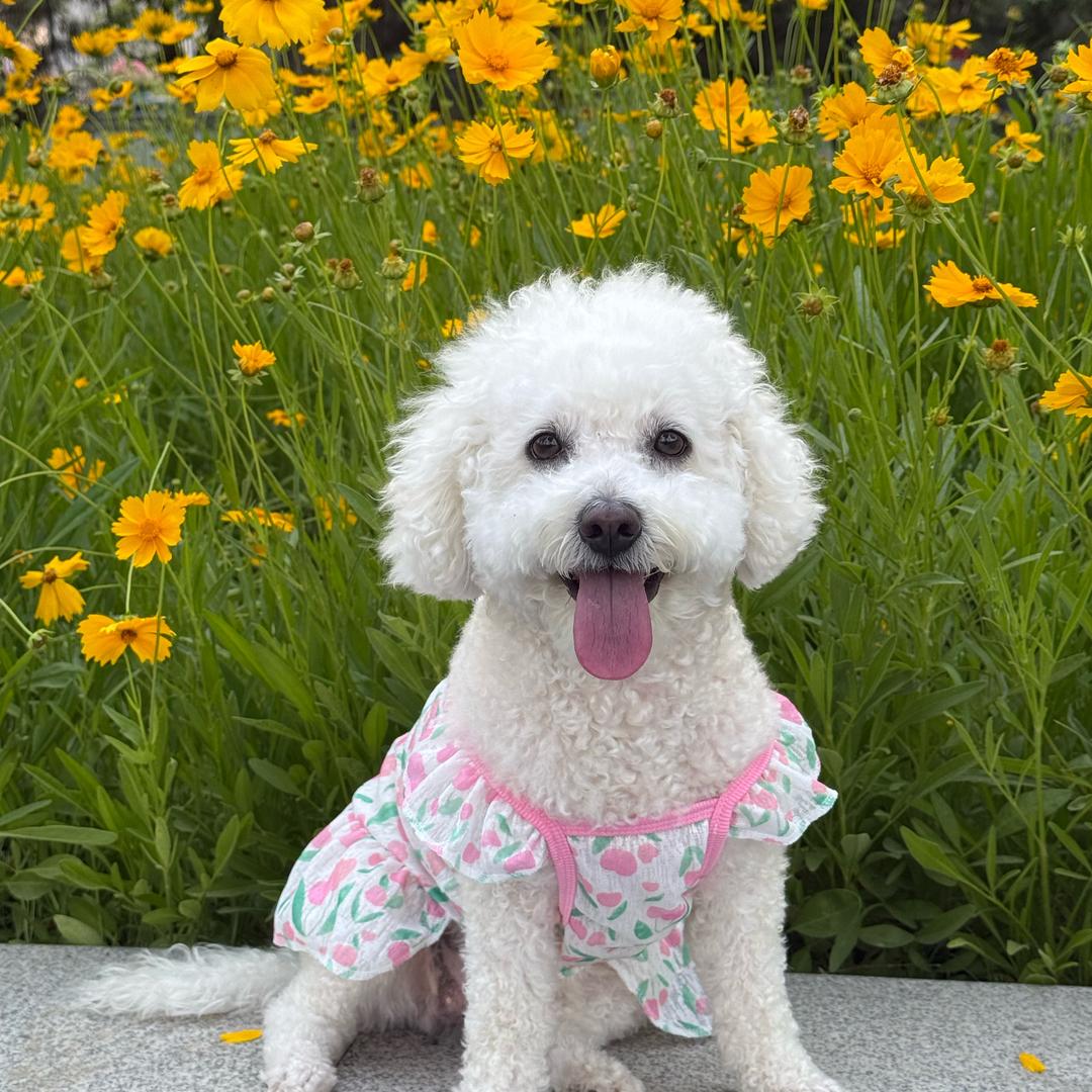 周小花🐶