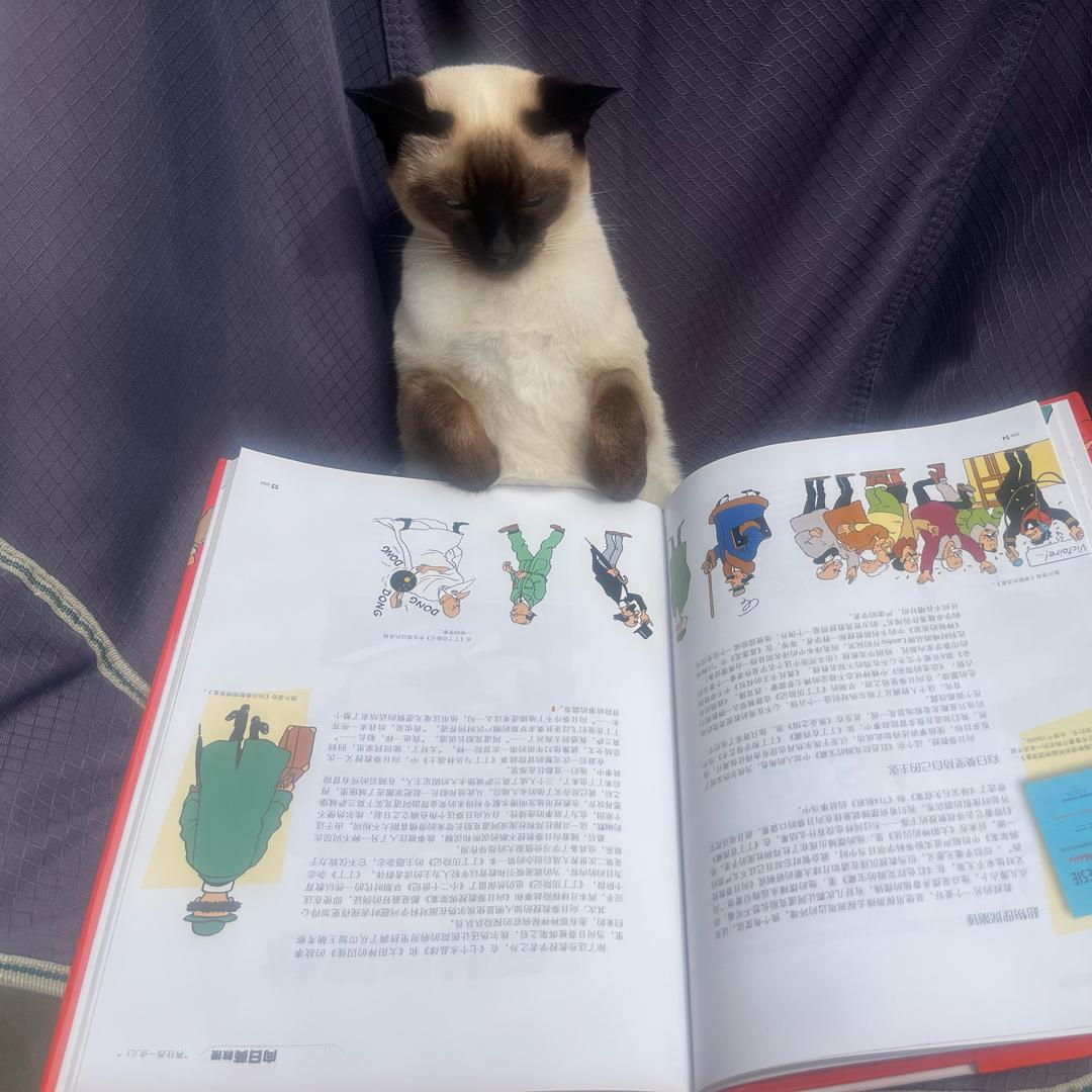 一只被捡来的猫