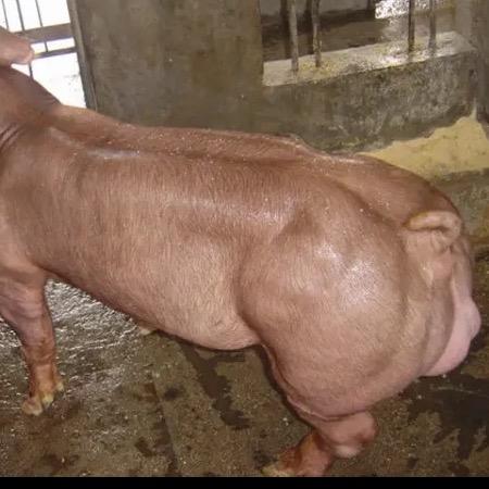 贵州毕节种猪场