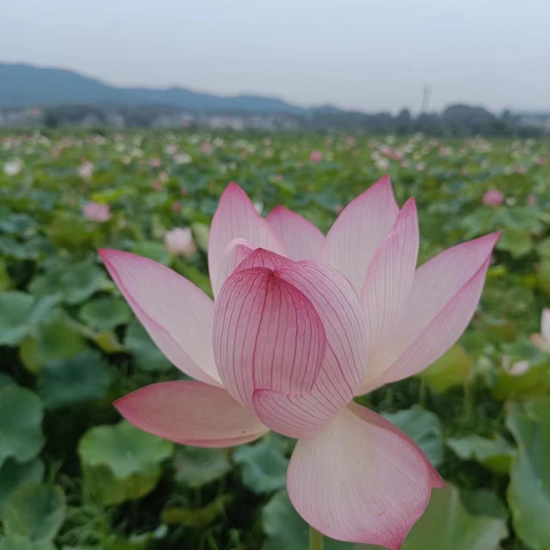 阿梅