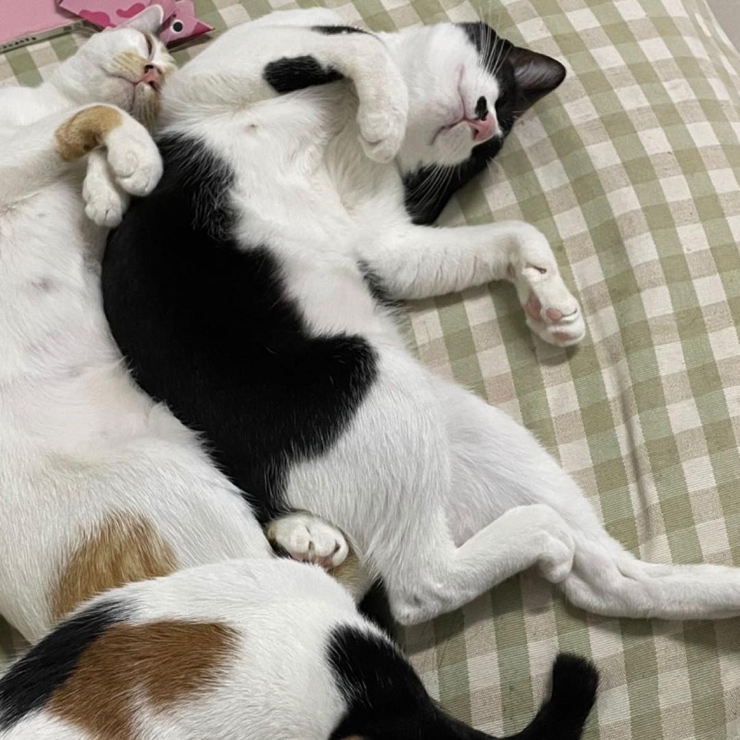 欢乐猫咪667799小黑