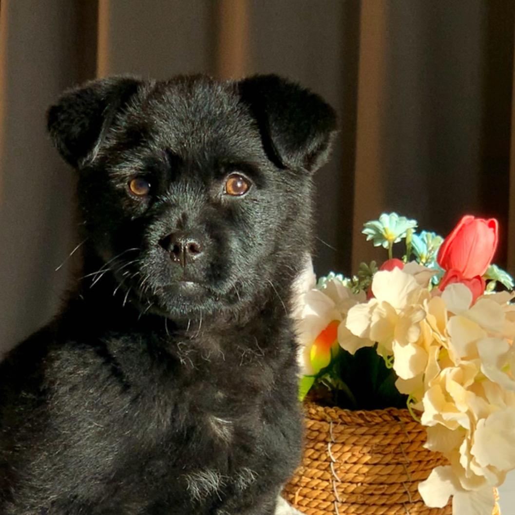 汪旺汪旺（煤球）