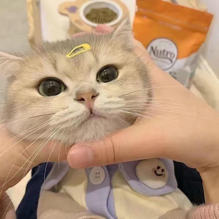 🌙🌙🌙🌙