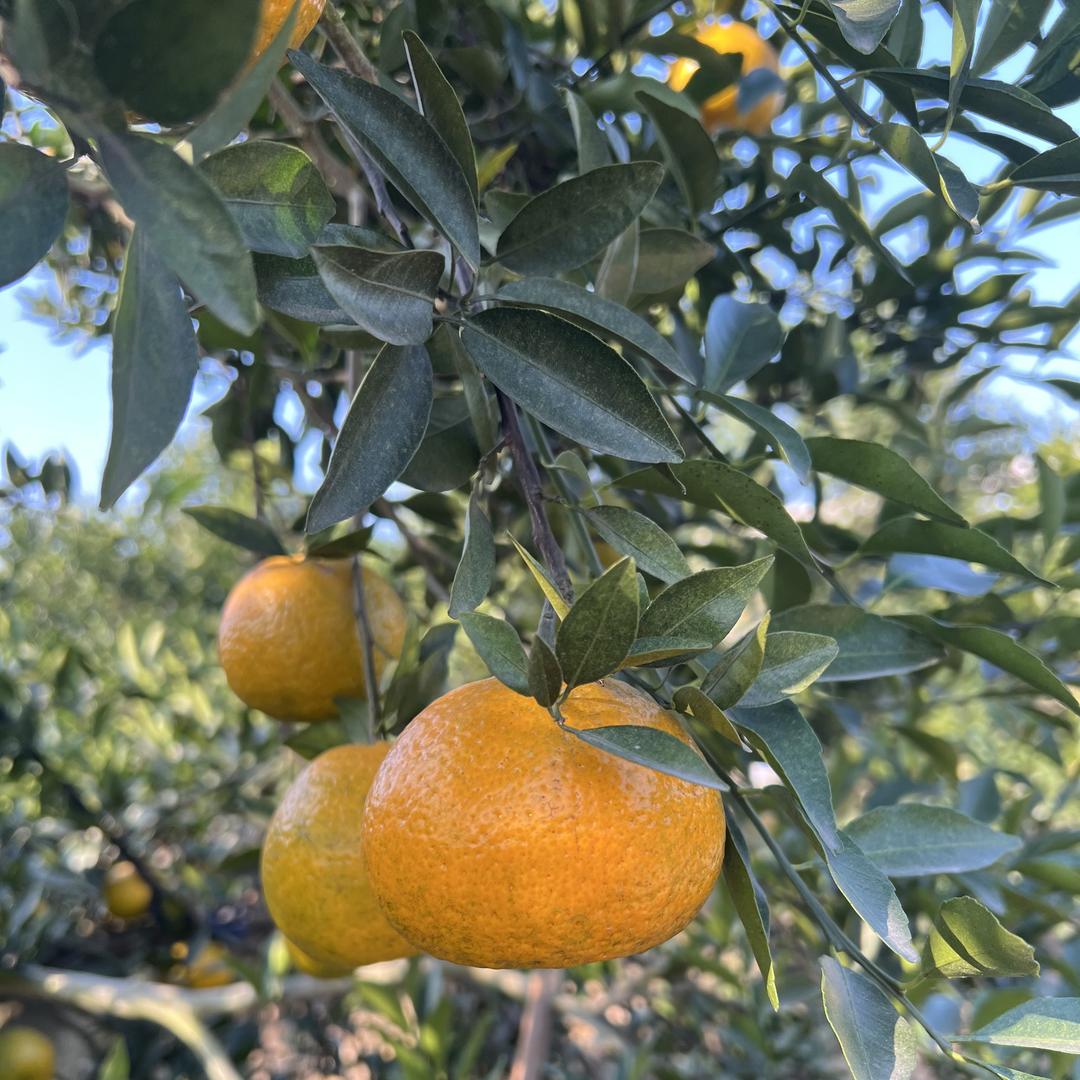 顺沁园新会陈皮