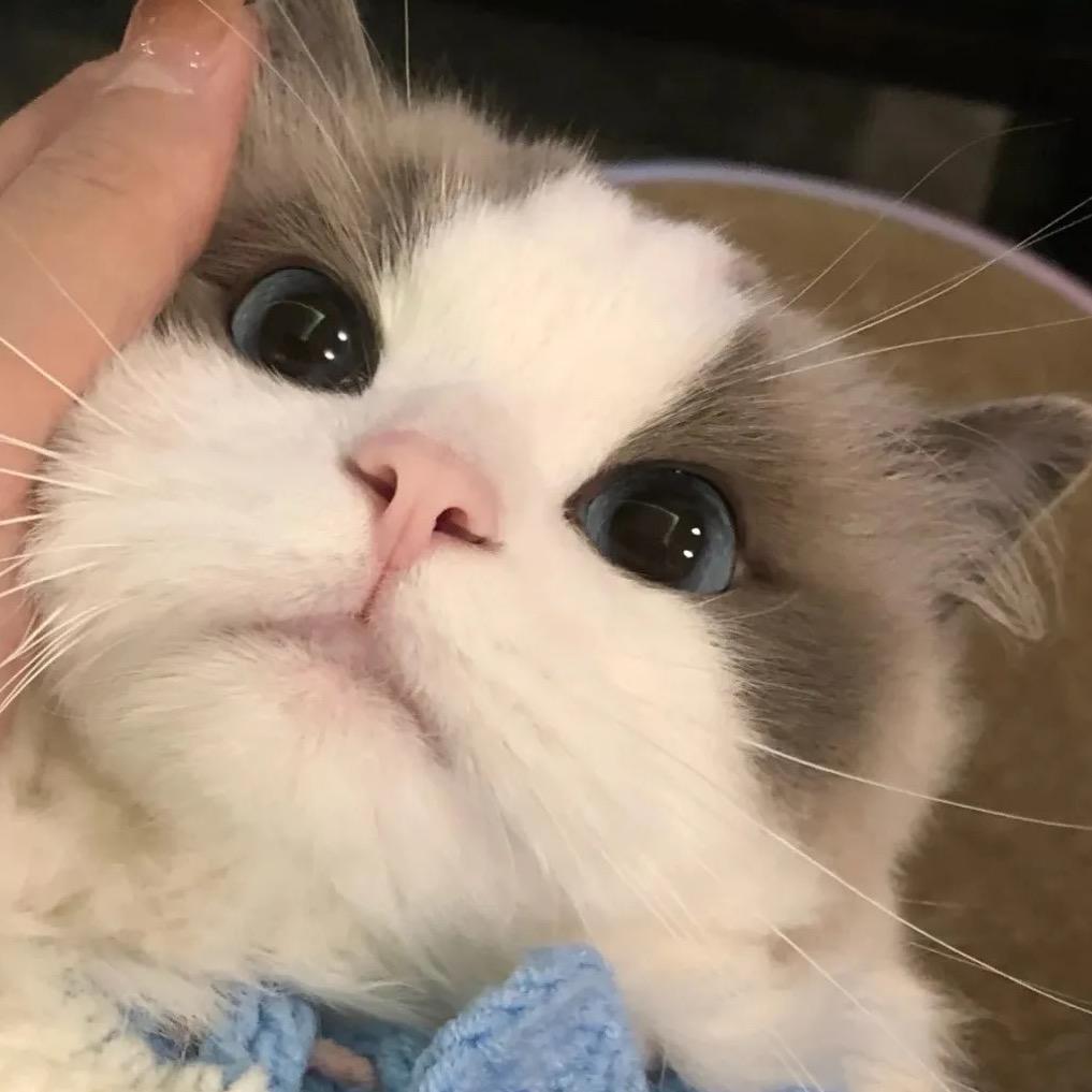 Kitty
