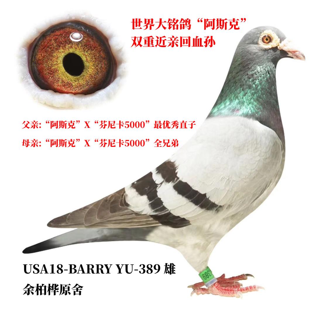 北斗赛鸽