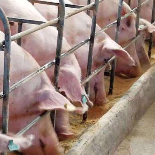 汪老师谈养猪🐷