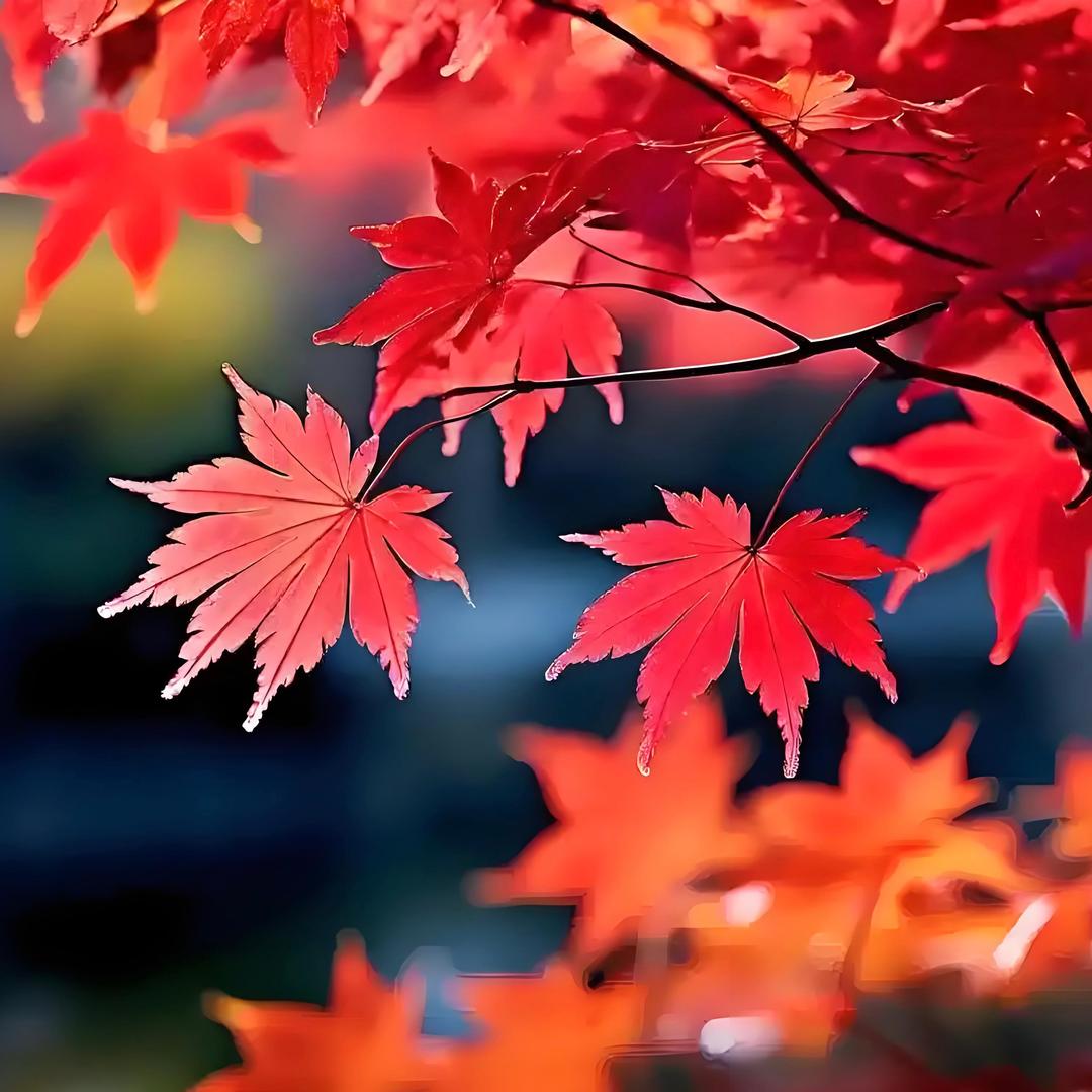 大别山飞狐（手机在飞）