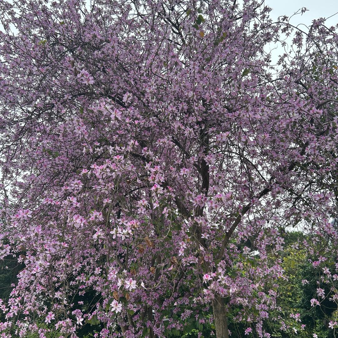 情绪总在阴雨天
