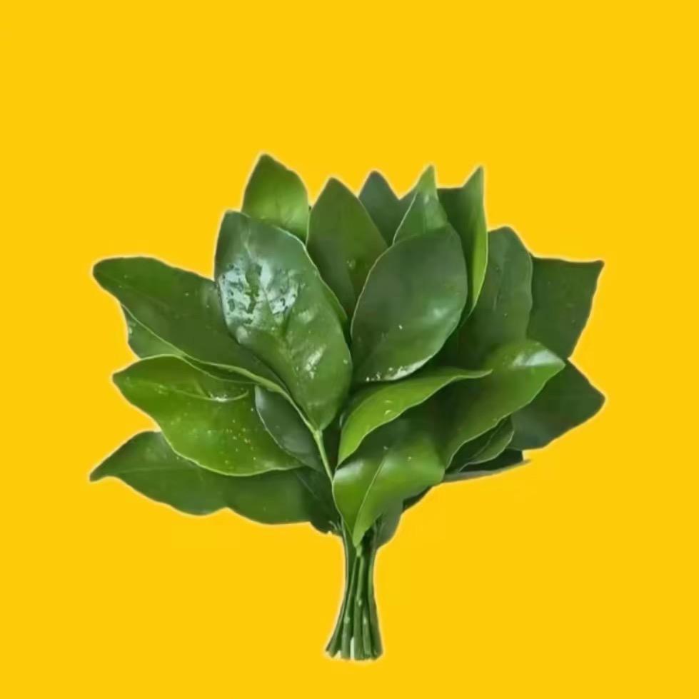 乐颐•
