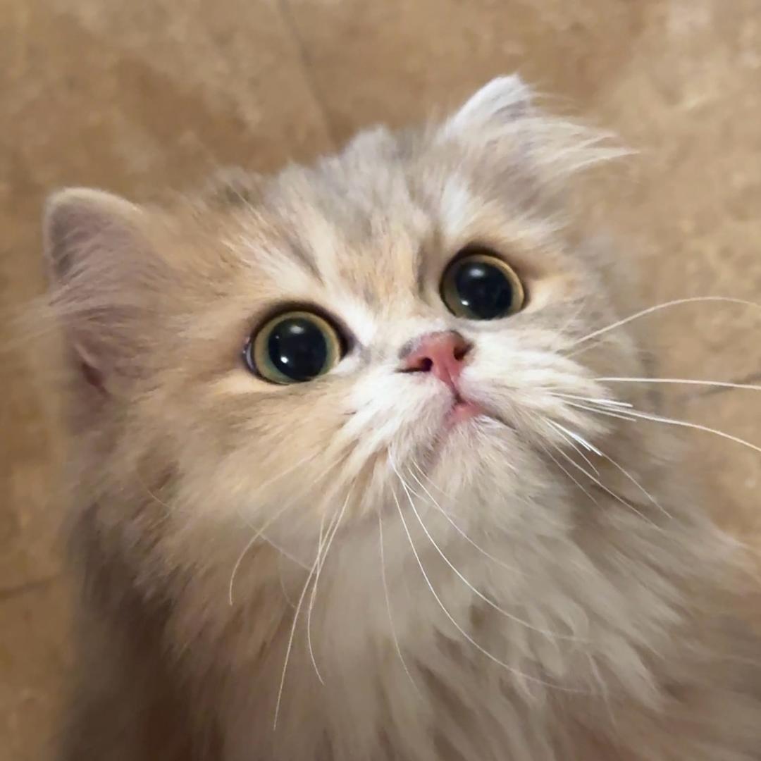 小猫美美头像