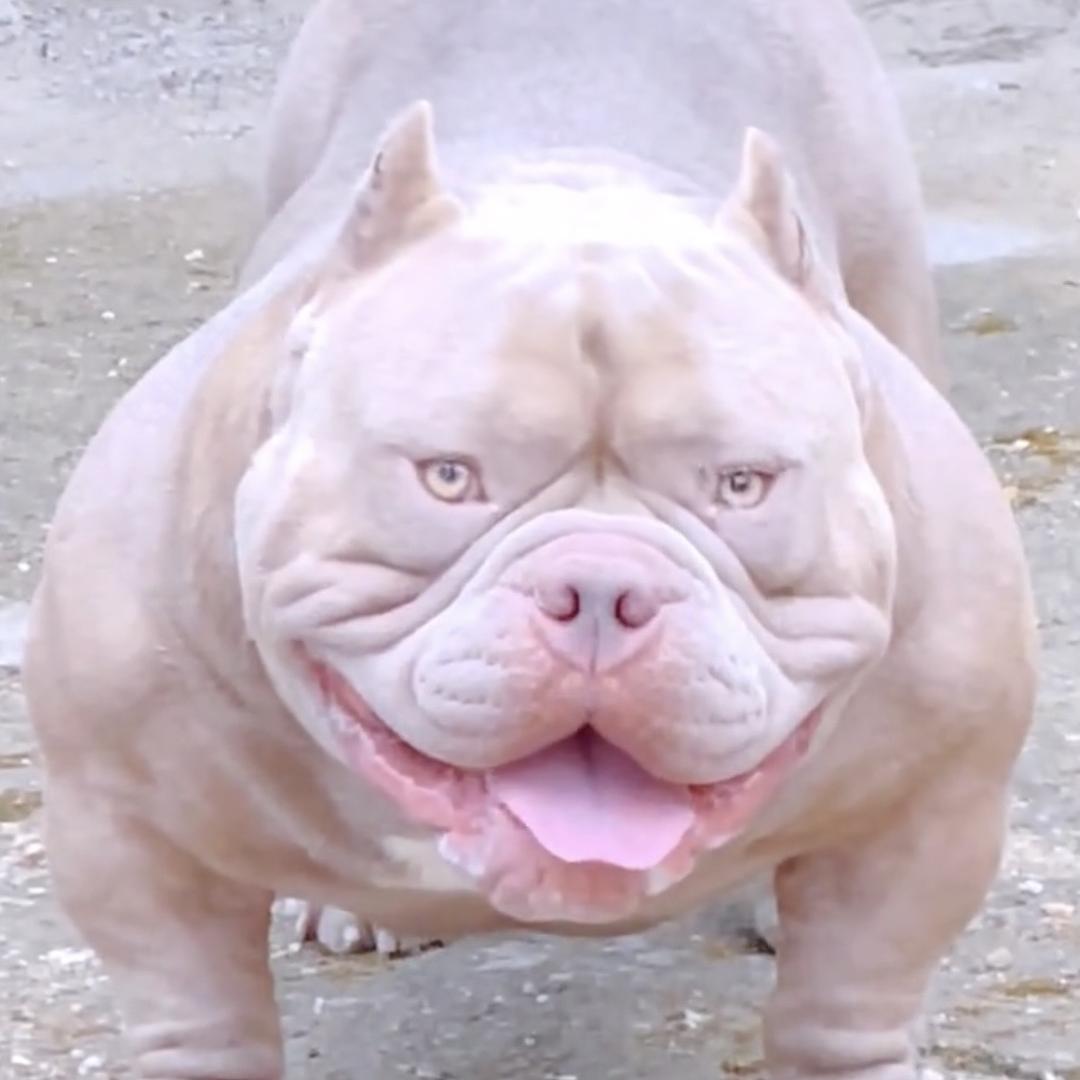 恶霸犬滚哚