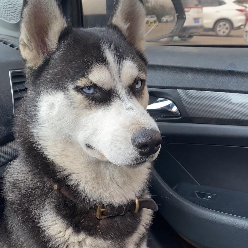 哈哥成长日记🐶@抖音