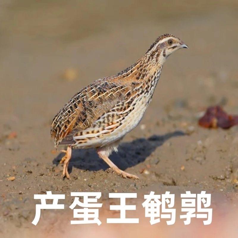 乐奇萌宠乐园