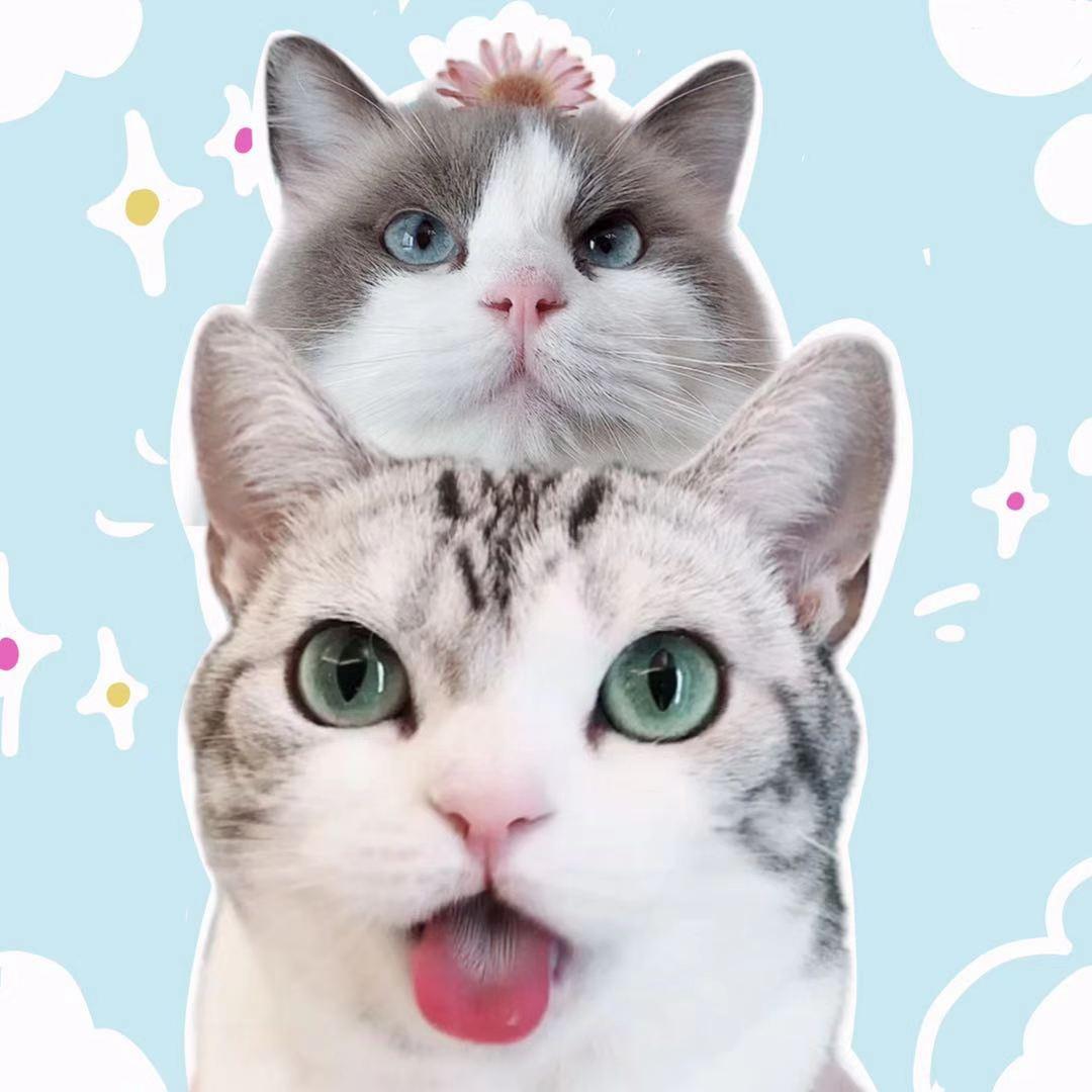 河卜卜的momo酱@抖音