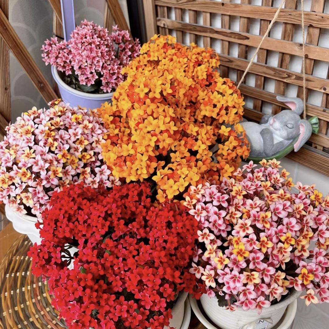 鲁青花卉