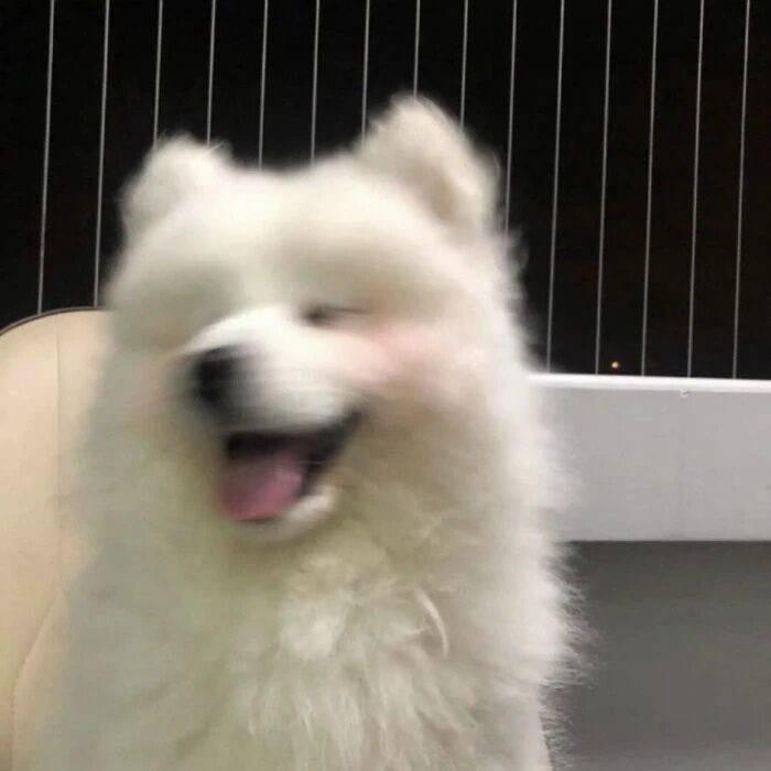 泡芙圈