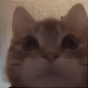 兔🐰崽治愈馆