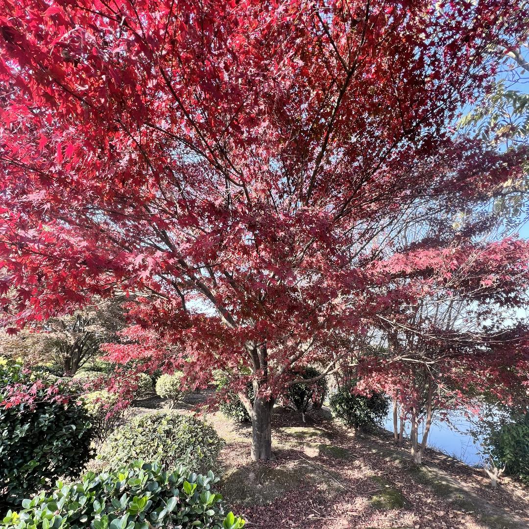 思军园林 周华建 鸡爪槭