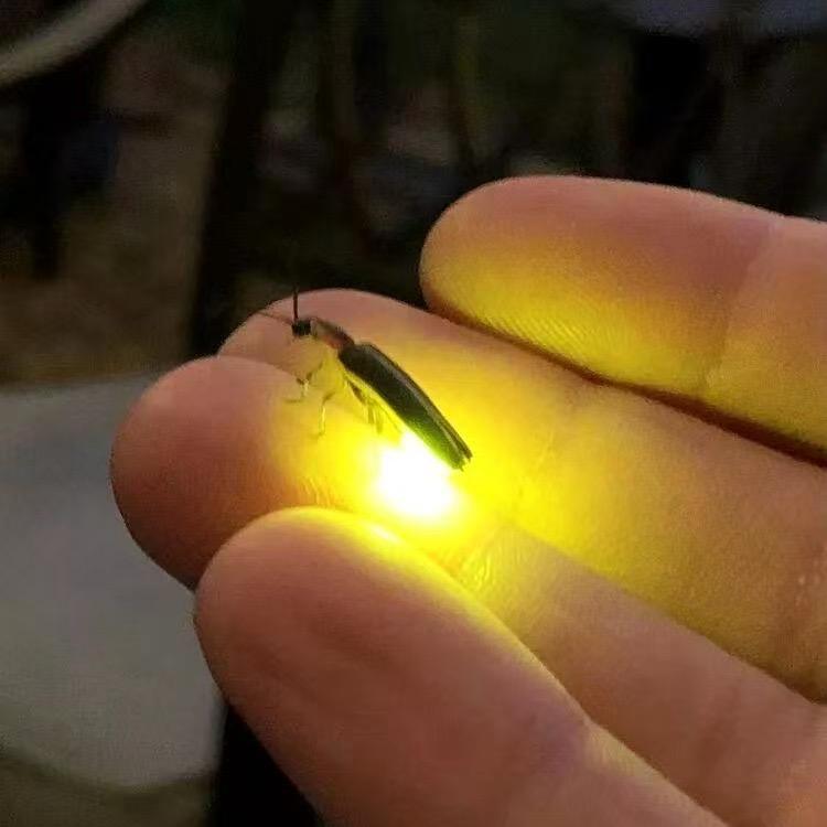 萤火虫养殖雯儿